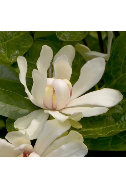 Квіти Каліканта Венус